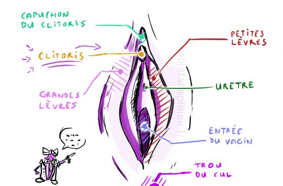 How to perform cunnilingus? Anatomy of the vulva