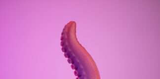 Petit Vice Howard: a tentacle dildo review